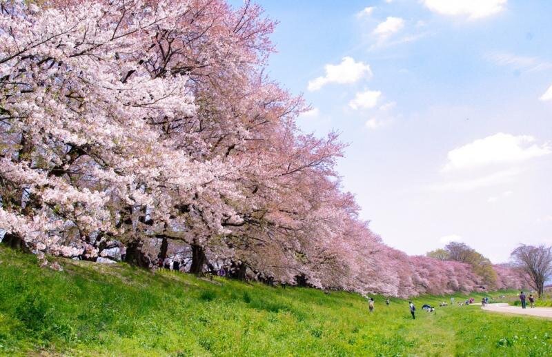 定番から穴場まで 京都の絶景お花見スポット7選 スマイティ